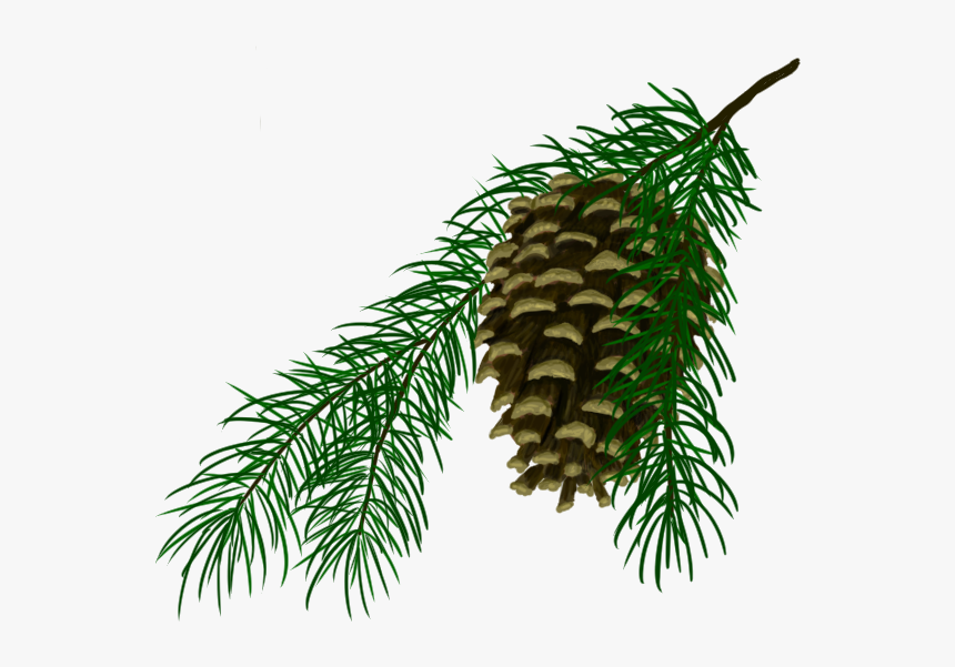 Pine Cone - Oregon Pine, HD Png Download, Free Download