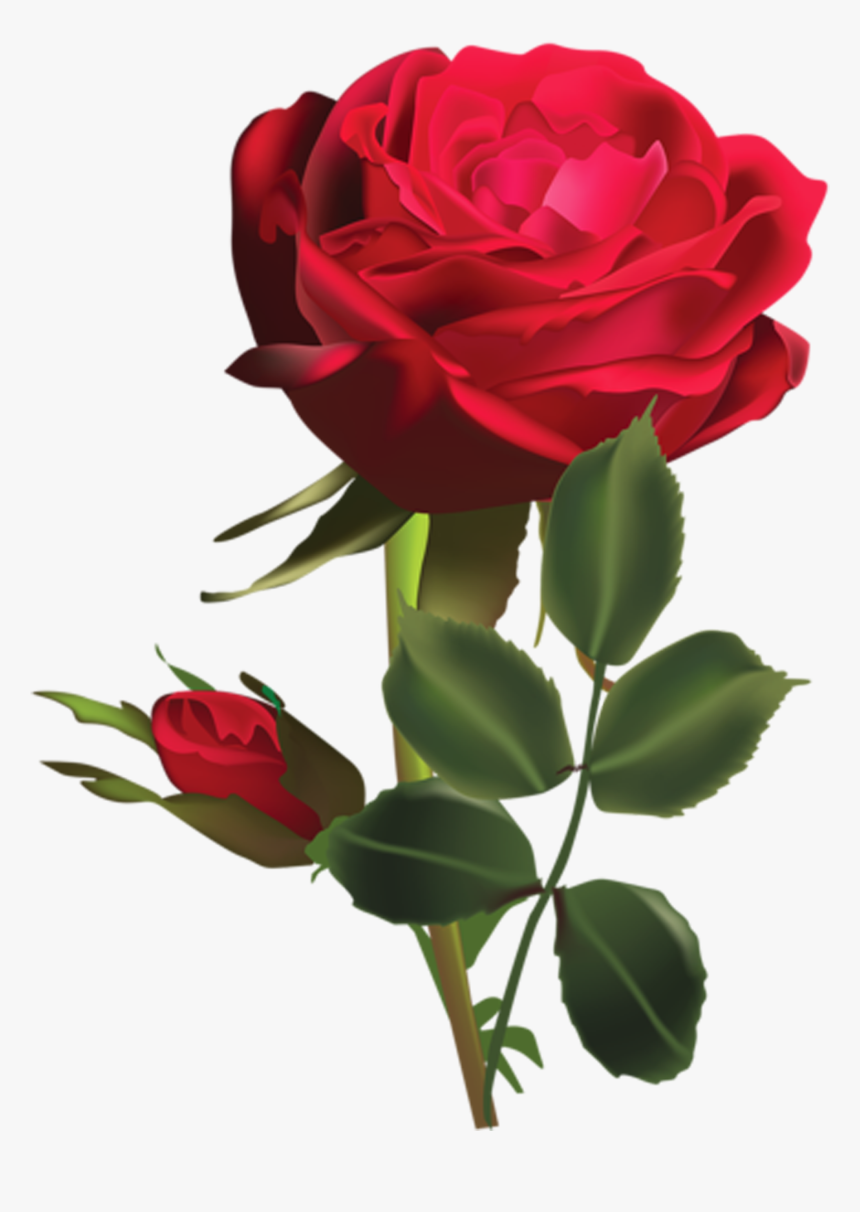 Rosa Roja Png - Whatsapp Dp Rose Beautiful, Transparent Png, Free Download