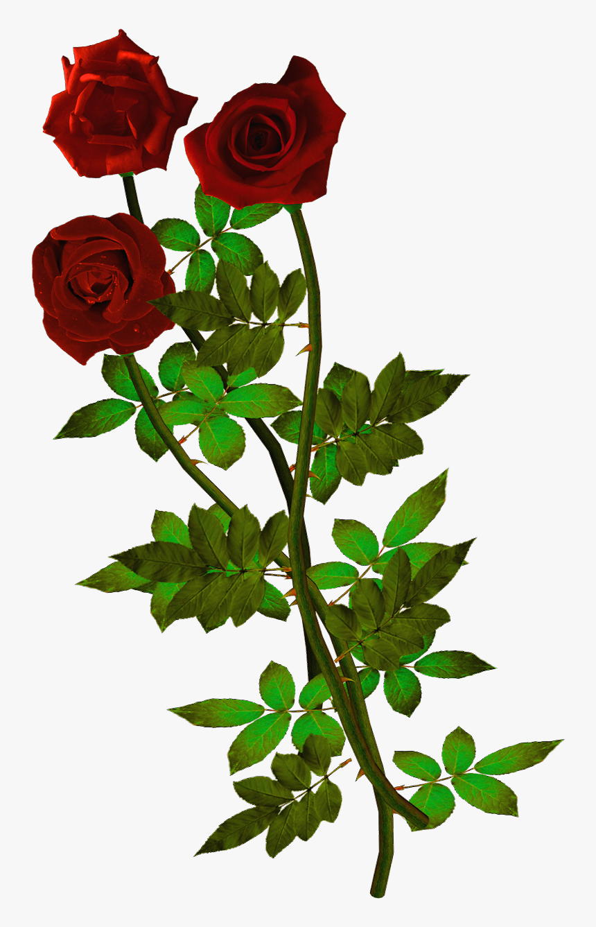Rosas Para Fondo De Pantalla, HD Png Download - kindpng Rosas Para Fondo De Pantalla, HD Png Download - kindpng
