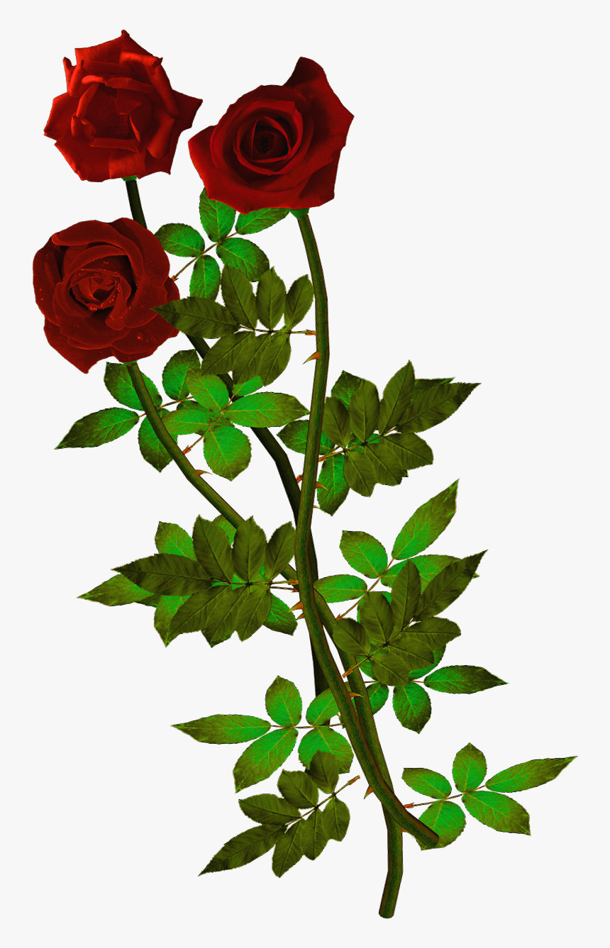 Rosas Para Fondo De Pantalla, HD Png Download, Free Download