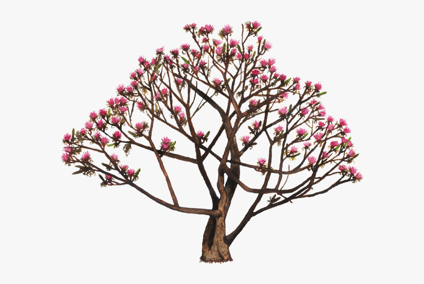 Arbol Xiloxochitl, HD Png Download, Free Download