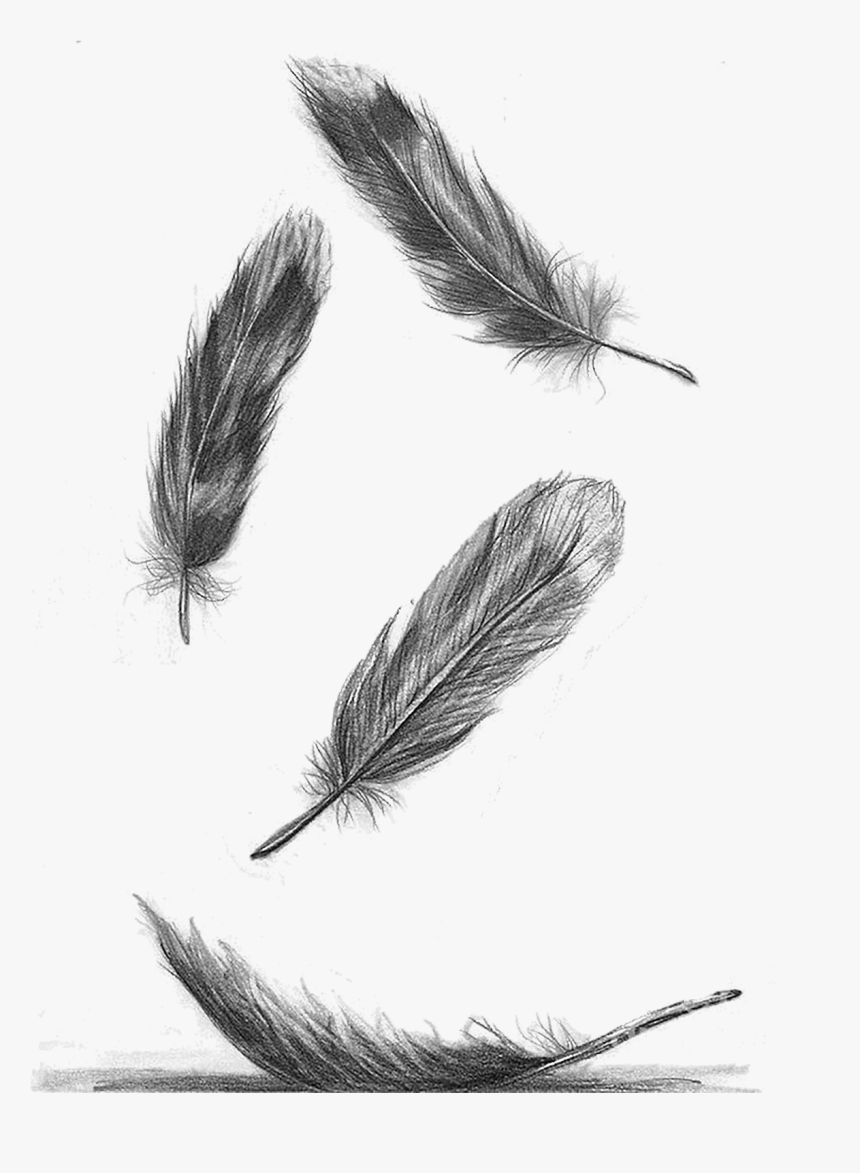 Tatuajes De Plumas Cayendo, HD Png Download, Free Download