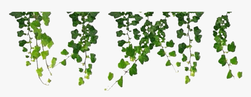 Vine Png Aesthetic - Hanging Vines Png, Transparent Png, Free Download