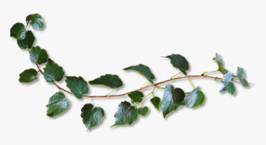 #plant #vine #green #freetoedit - Twig, HD Png Download, Free Download