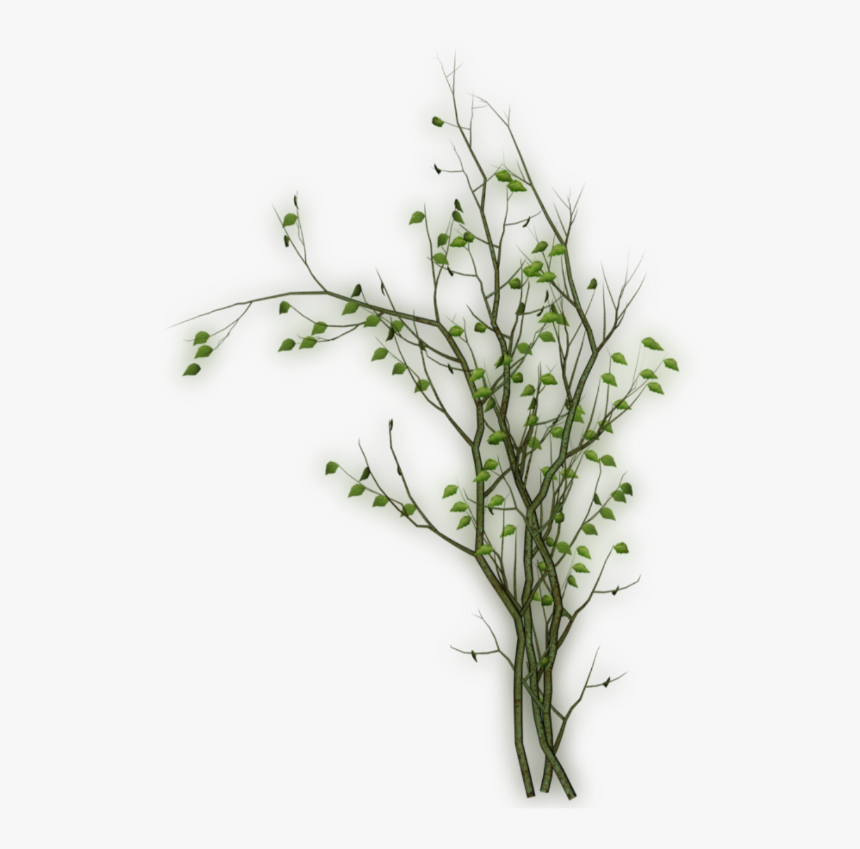 #vine #vines #nature #plant - Twig, HD Png Download, Free Download