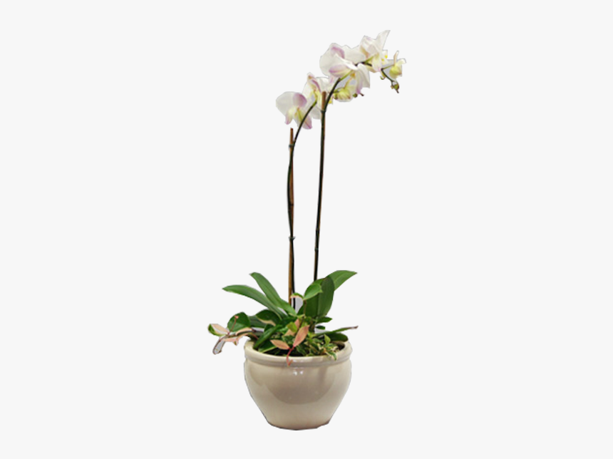 Orchid Putih, HD Png Download, Free Download