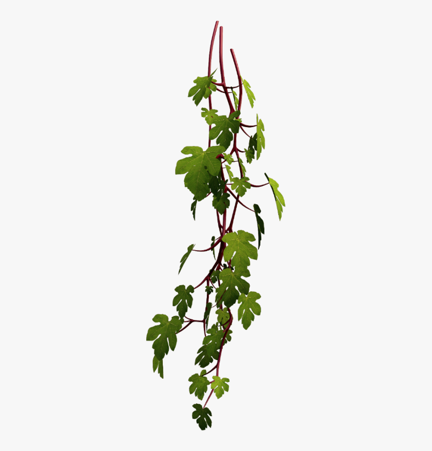 #vine #plant #leaf #nature @kl-ho - Foliage Render, HD Png Download, Free Download