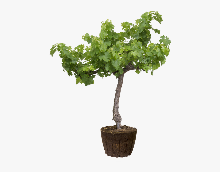 Common Grape Vine - Flowerpot, HD Png Download, Free Download