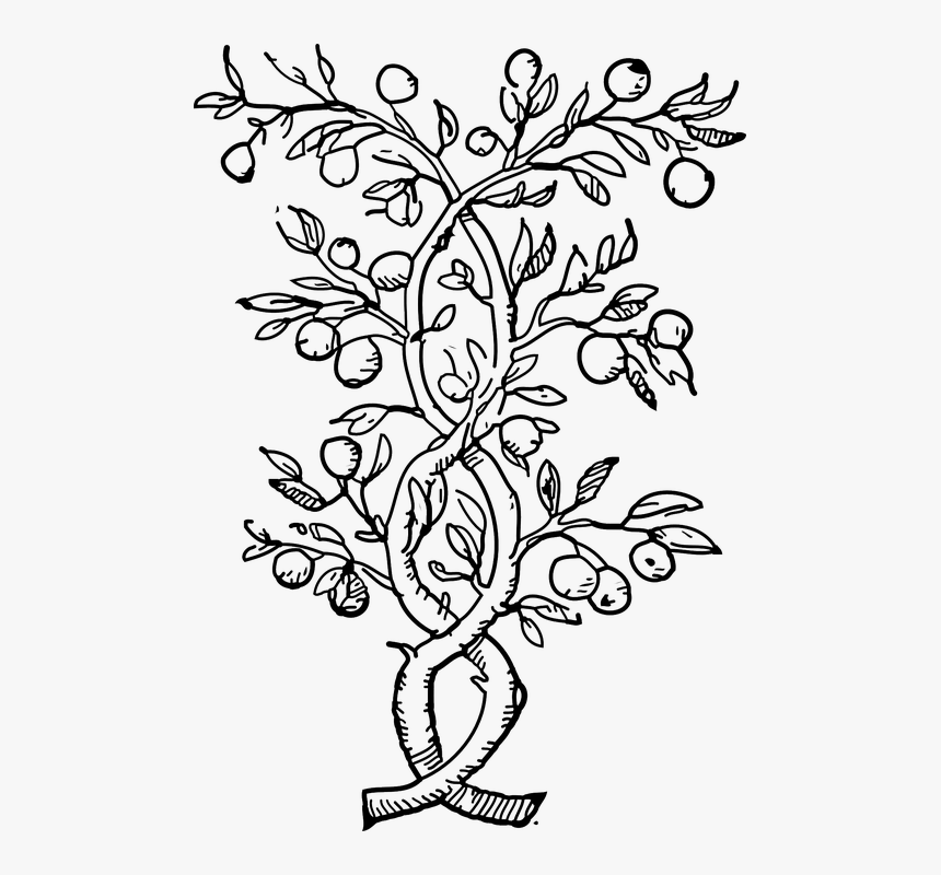 Thumb Image - Outline Of Orange Tree, HD Png Download, Free Download