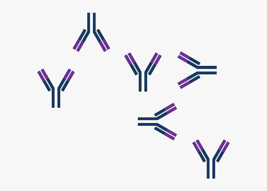 Model Of Antibody Or Antigen Excess - Antigen Antibody Png, Transparent Png, Free Download