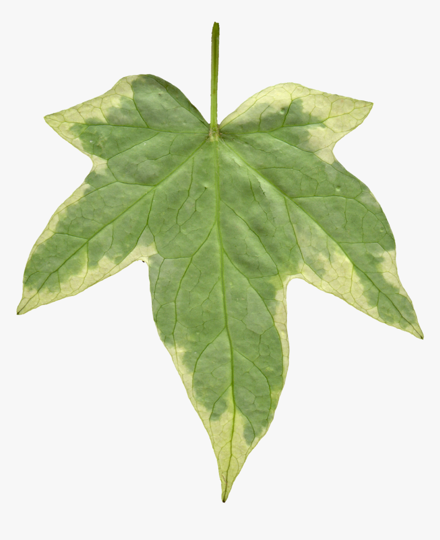 Ivy Leaf Texture Png, Transparent Png, Free Download