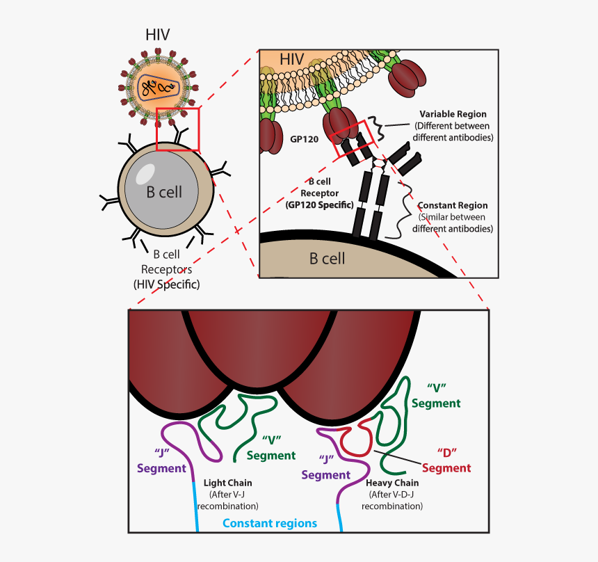 Transparent Antibodies Png - Sun Shapes, Png Download, Free Download