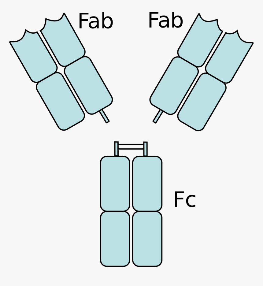 Antibody Adsorption, HD Png Download, Free Download