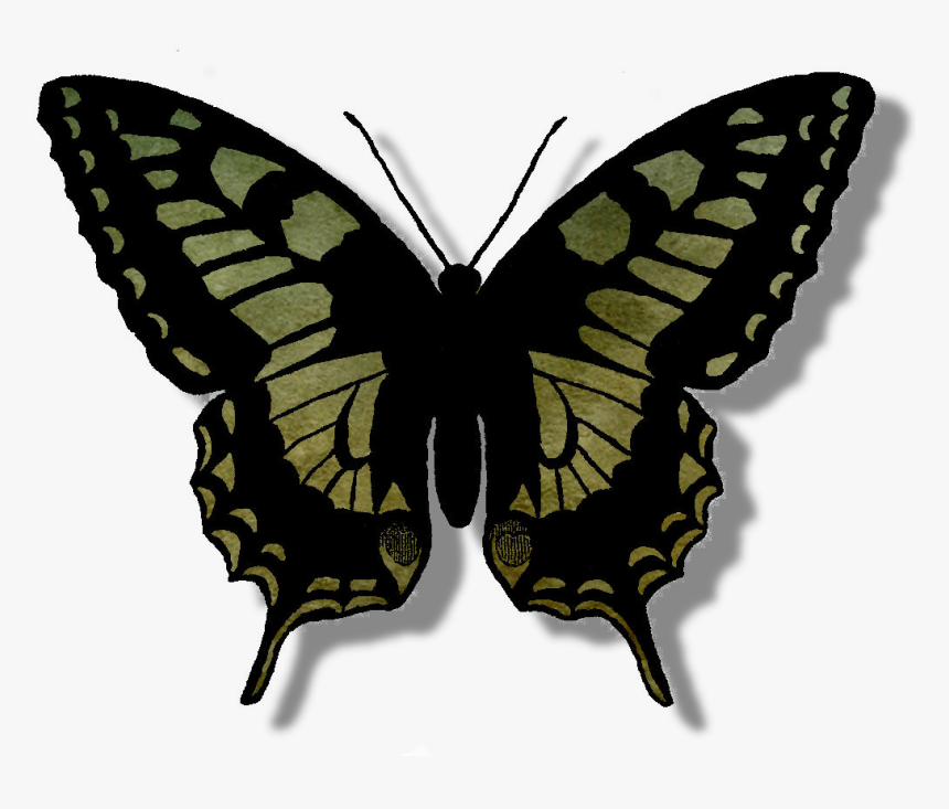 Transparent Butterfly Silhouette Png - Butterfly Outline Png, Png Download, Free Download
