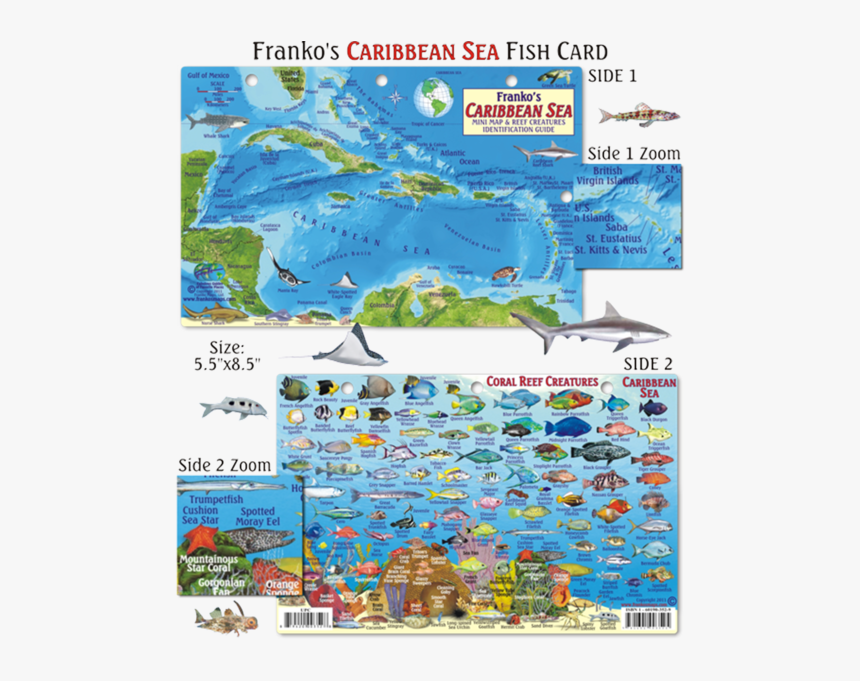 Caribbean Fish Map, HD Png Download, Free Download