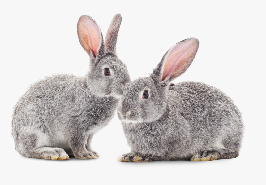 Rabbit Png, Transparent Png, Free Download