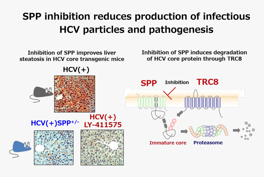 Discovery Of New Hepatitis C Virus Mechanism - Hep C Mechanism Of Infection, HD Png Download, Free Download