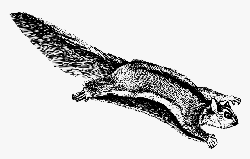 Reptile,monochrome Photography,carnivoran - Flying Squirrel Clip Art, HD Png Download, Free Download