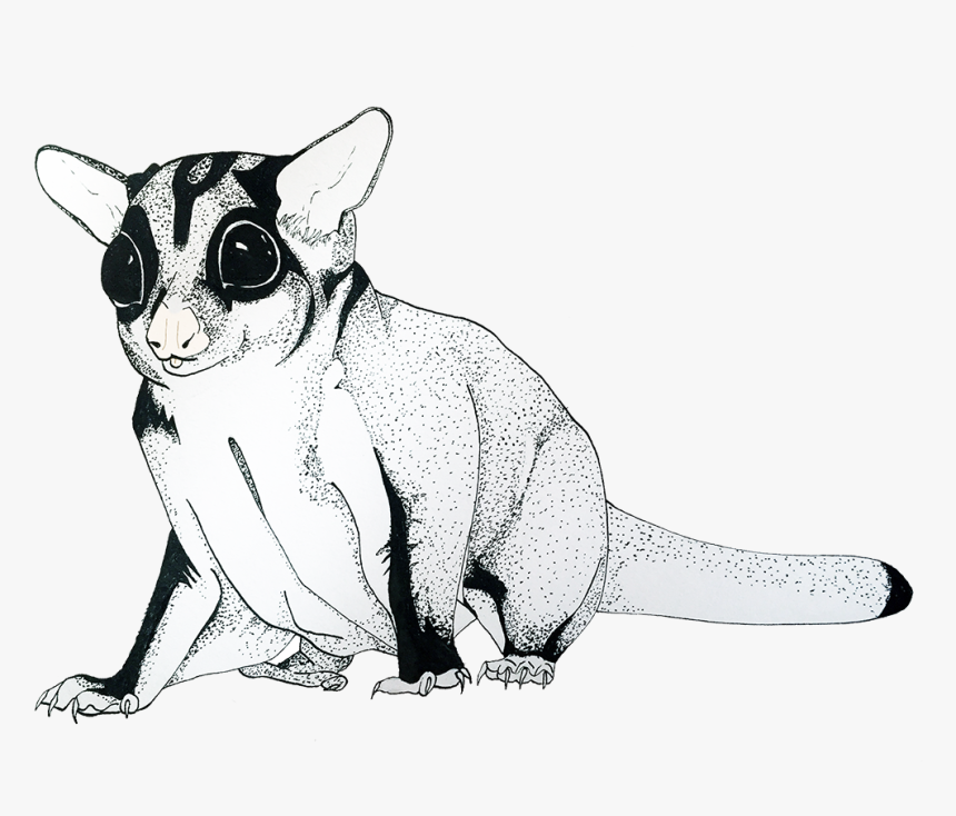 Sugar Glider - Squitten, HD Png Download, Free Download