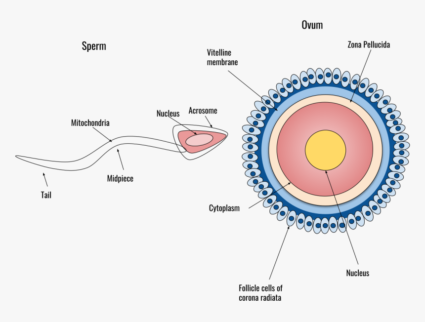 Human Fertilization, HD Png Download, Free Download