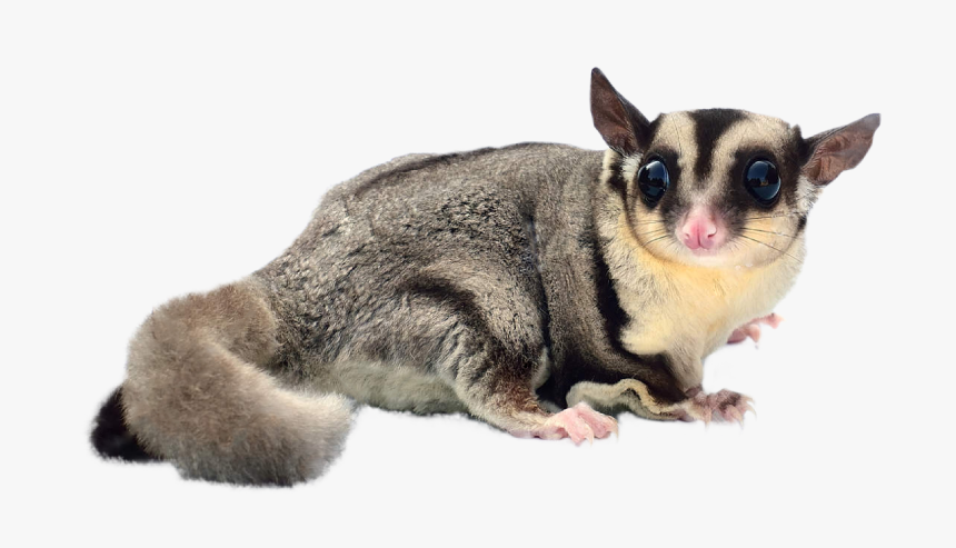 Glider - Sugar Glider No Background, HD Png Download, Free Download