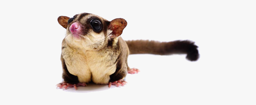 Common Opossum, HD Png Download, Free Download