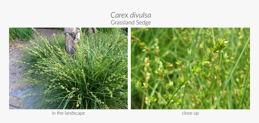 Carex Png, Transparent Png, Free Download