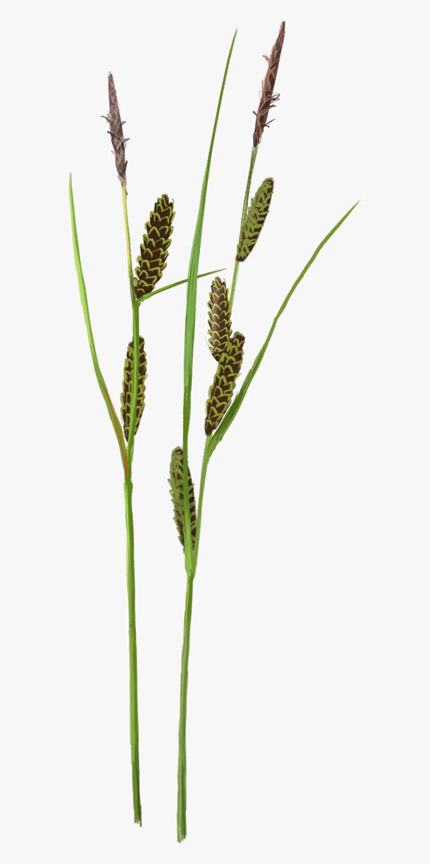 Ribwort - Horsetail, HD Png Download, Free Download