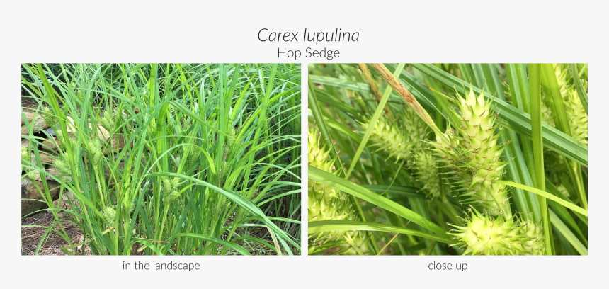 Sweet Grass, HD Png Download, Free Download