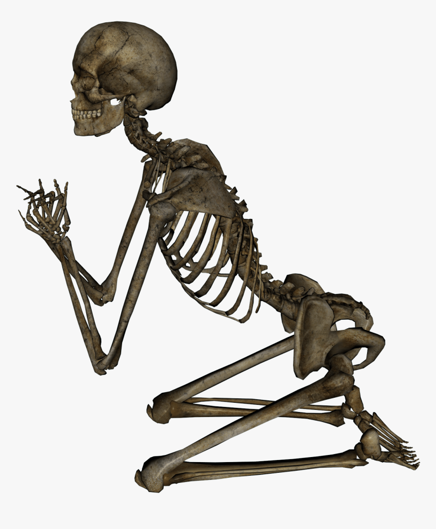 Skeleton Png, Transparent Png, Free Download