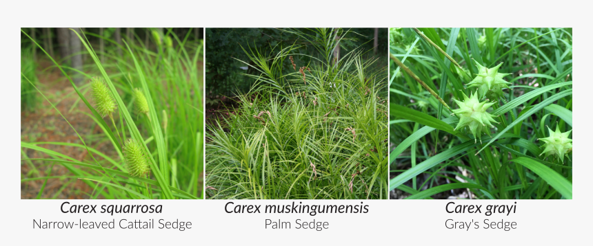 Stricta Forms Dense Tussocks Under Wet Conditions - Sweet Grass, HD Png Download, Free Download