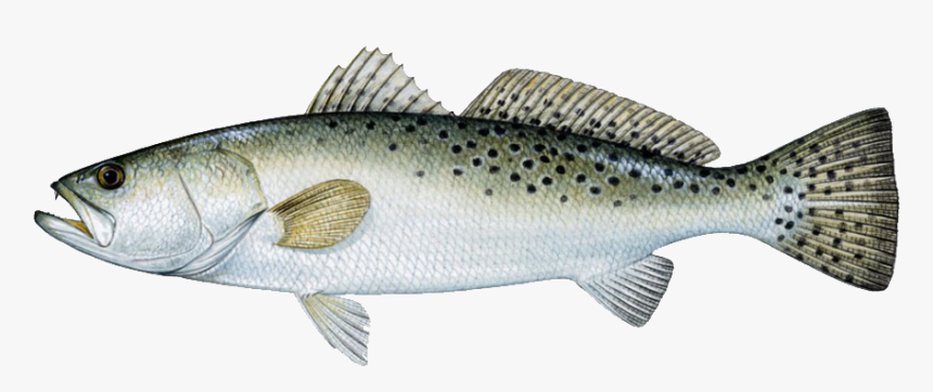 Spotted Sea Trout, HD Png Download, Free Download