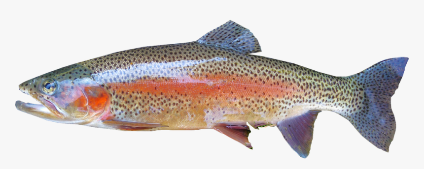 Isolated, Rainbow Trout, Freshwater - Trout Fish, HD Png Download, Free Download