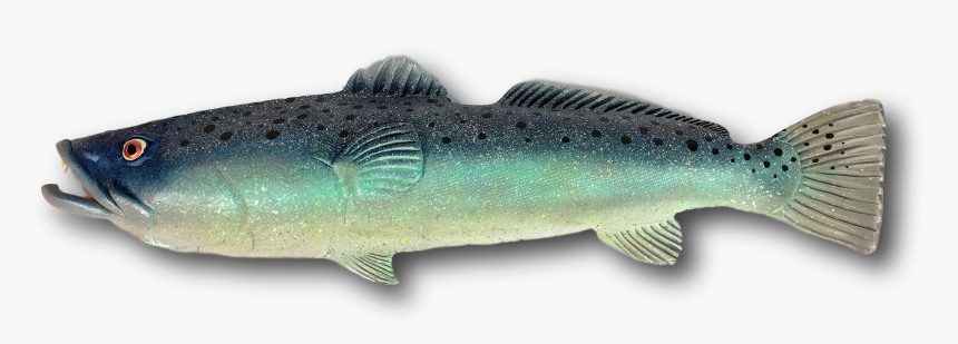 Trout, HD Png Download, Free Download