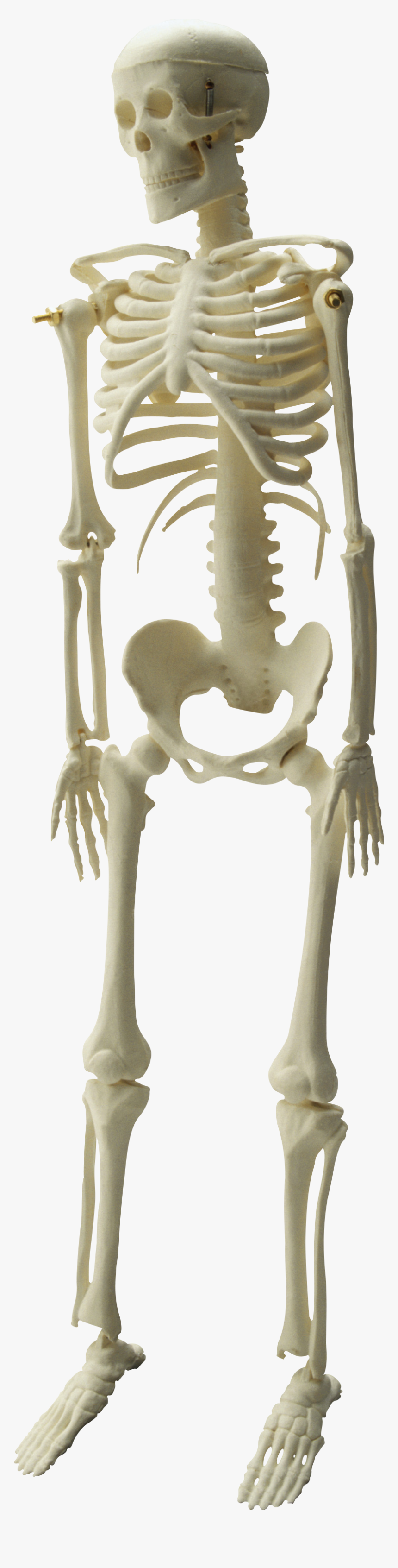 Skeleton Png Images Image - Kankal Photo Png Hd, Transparent Png, Free Download