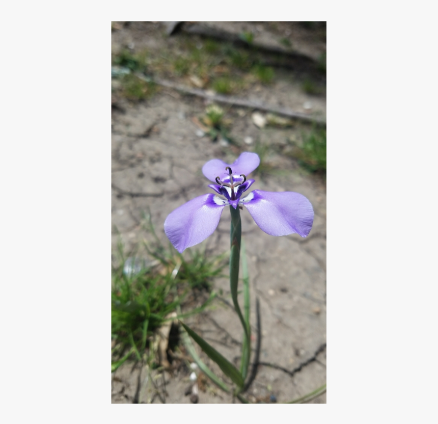 Iris Versicolor, HD Png Download, Free Download