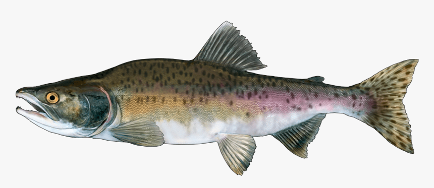 Coastal Cutthroat Trout, HD Png Download, Free Download