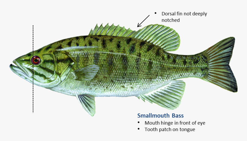 Smallmouth Bass - Smallmouth Bass Oklahoma, HD Png Download, Free Download