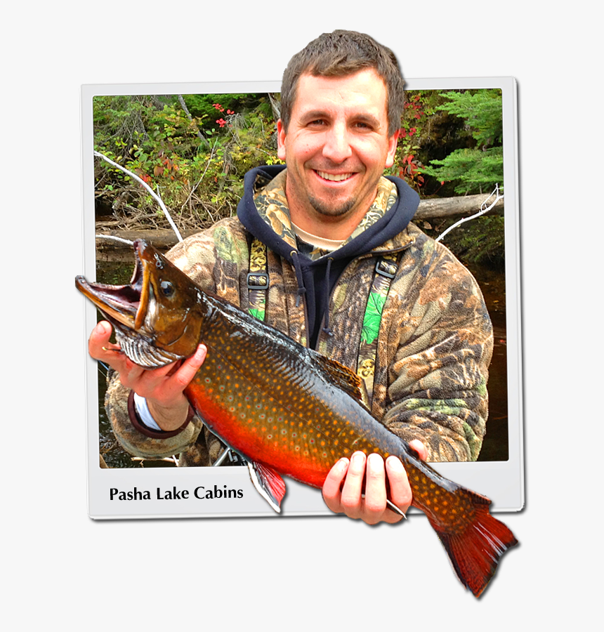 Brook Trout - Ontario Rivers Brook Trout, HD Png Download, Free Download