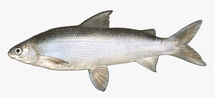 Round Whitefish Vs Lake Whitefish, HD Png Download, Free Download