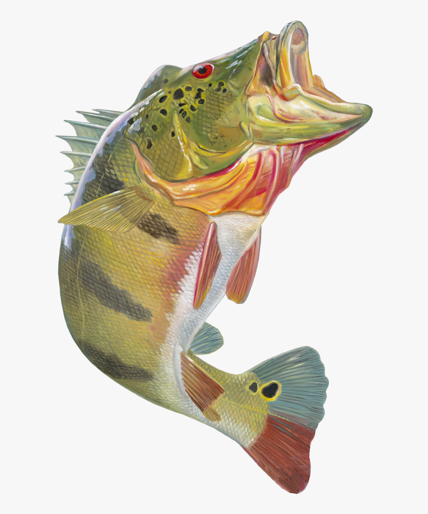 Peacock Bass Png, Transparent Png, Free Download