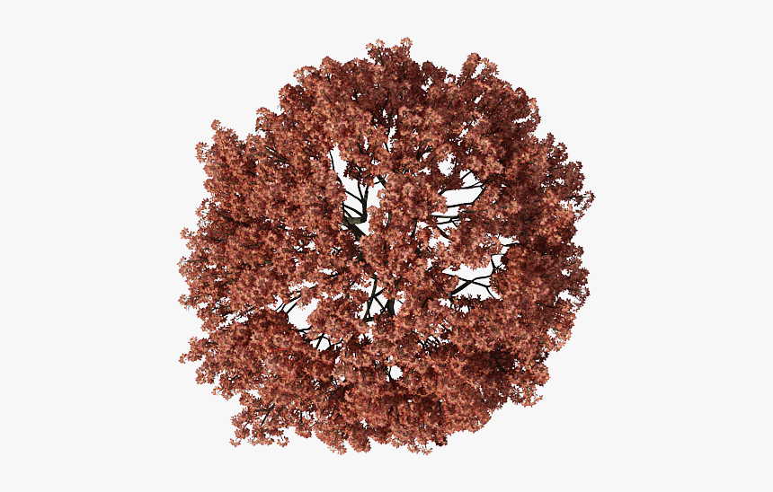 Tree Png Top View, Transparent Png, Free Download