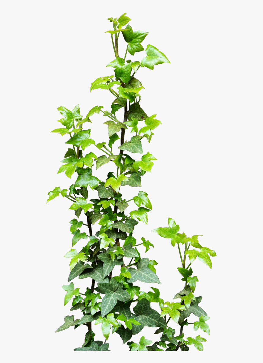 Vine Plant Clip Art - Vines Png, Transparent Png, Free Download