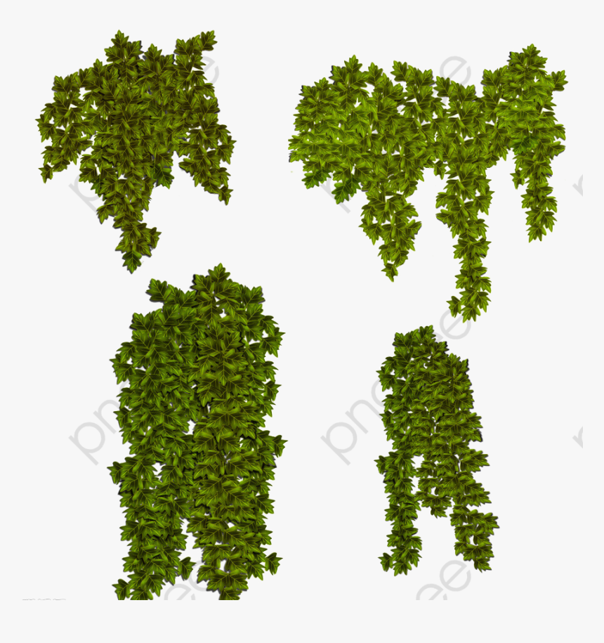 Ivy Plants Png, Transparent Png, Free Download