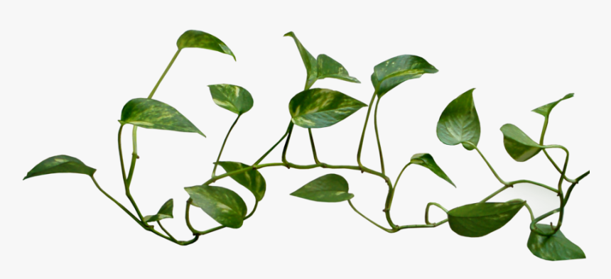 Common Ivy Vine Plant Clip Art - Vine Transparent Background, HD Png Download, Free Download