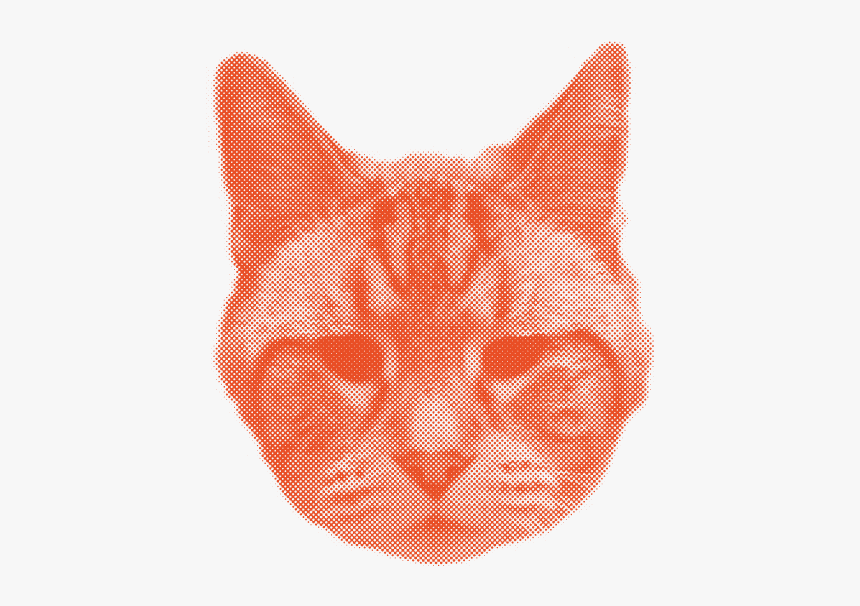 Tabby Cat, HD Png Download, Free Download