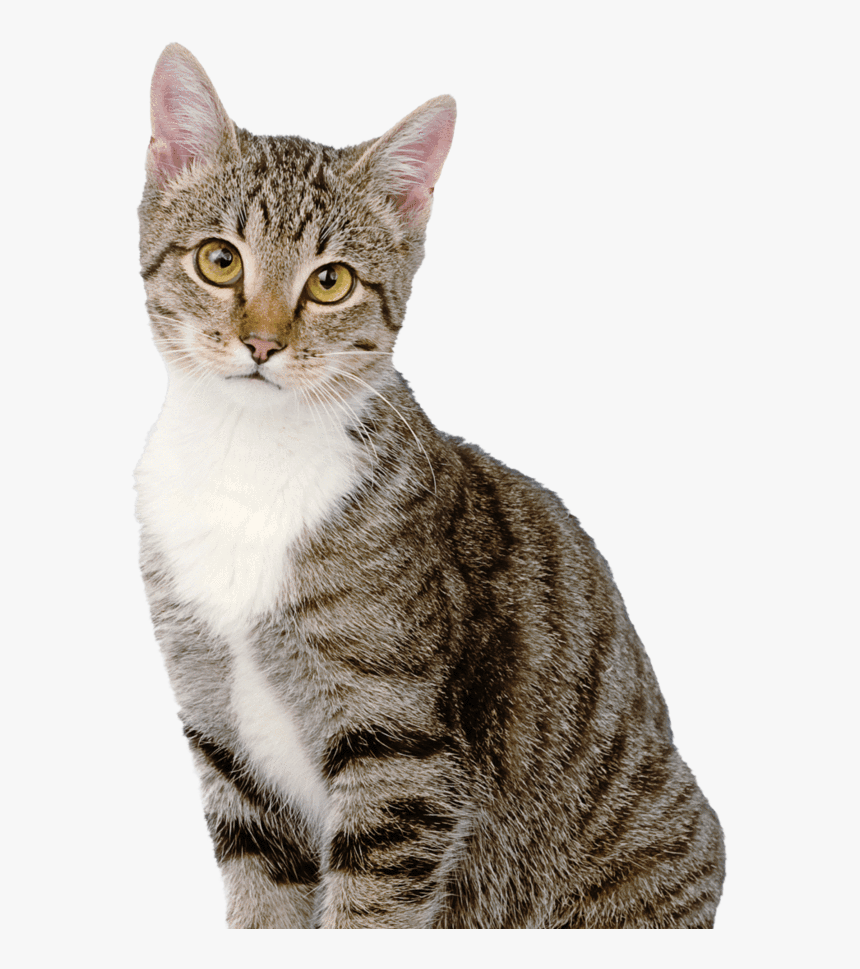 Cat Hd Pictures With White Background, HD Png Download, Free Download