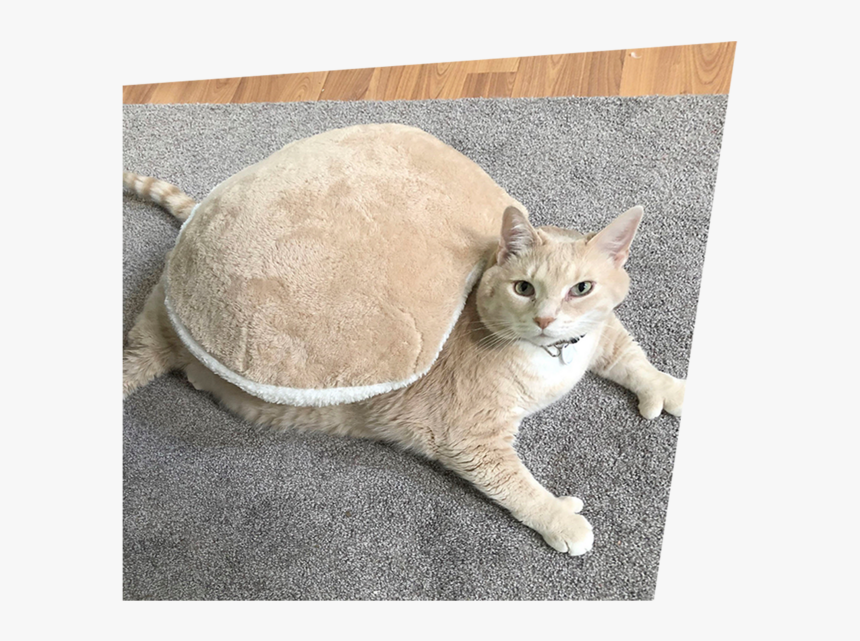 Obese Cat, HD Png Download, Free Download