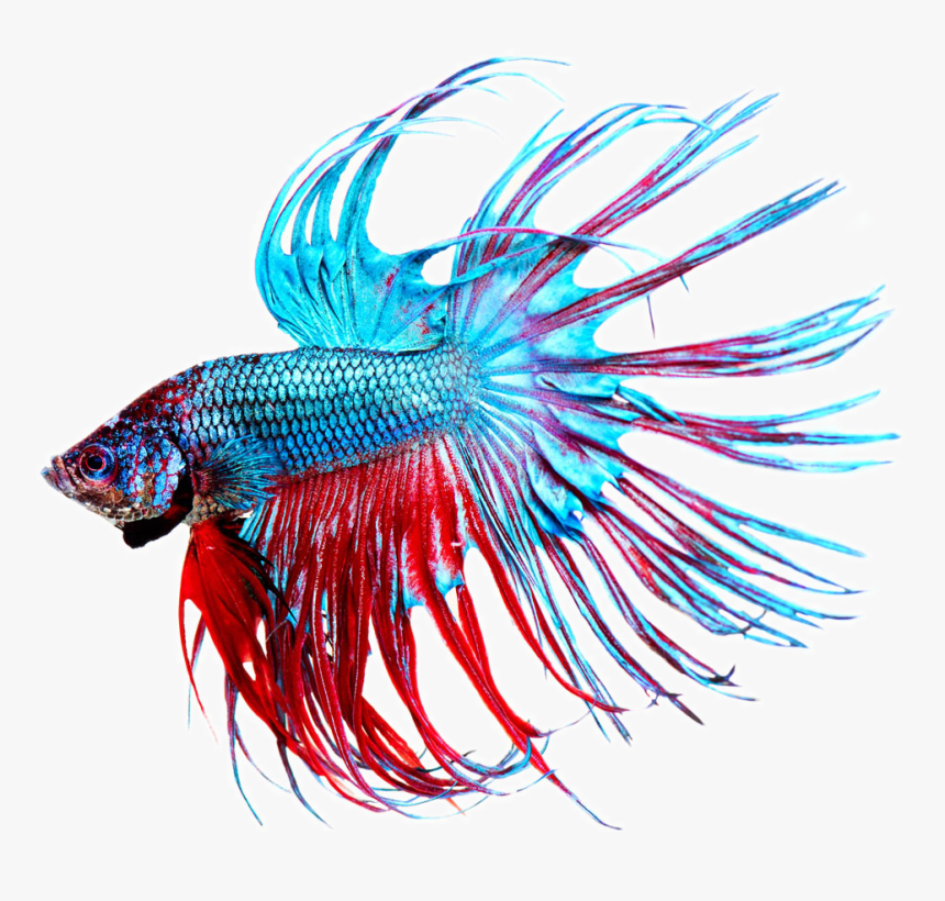 Stock Photography Aquarium Beautiful Tropical Transprent - Aquarium Fish Png, Transparent Png, Free Download