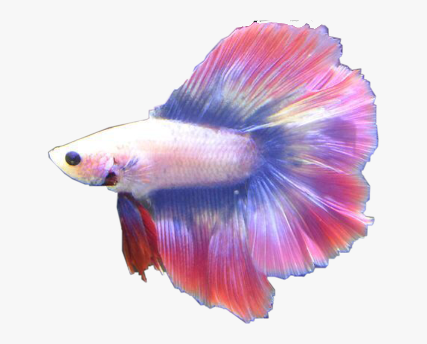 Betta Fish - Siamese Fighting Fish, HD Png Download, Free Download